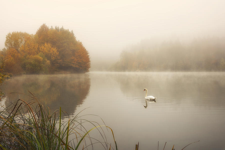 White Swan Photograph by Jurij Bizjak