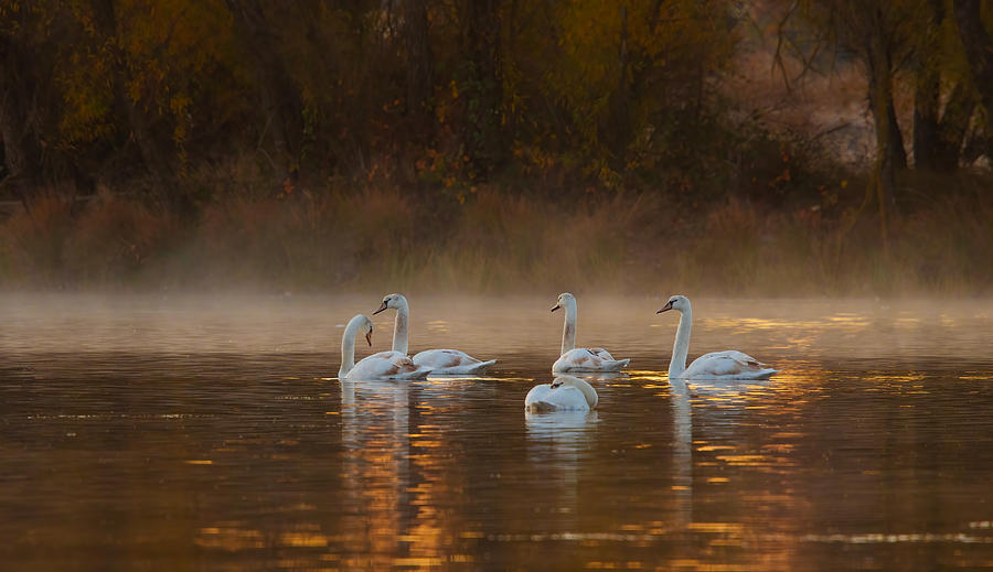 White Swan Lake Photograph by Johnson Huang