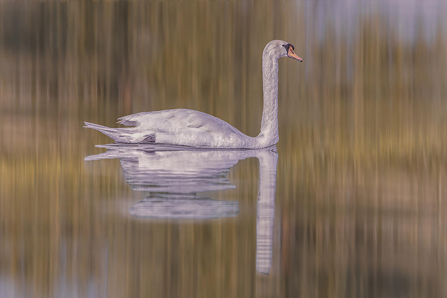 White Swan Photograph by Mohamed Ismail