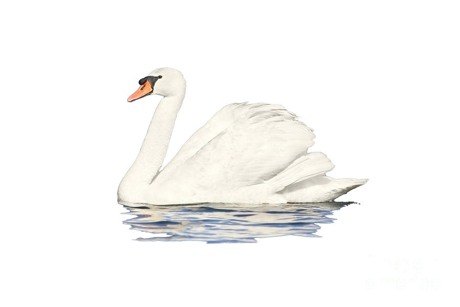 Swan Photograph - White Swan on a transparent background by Terri Waters