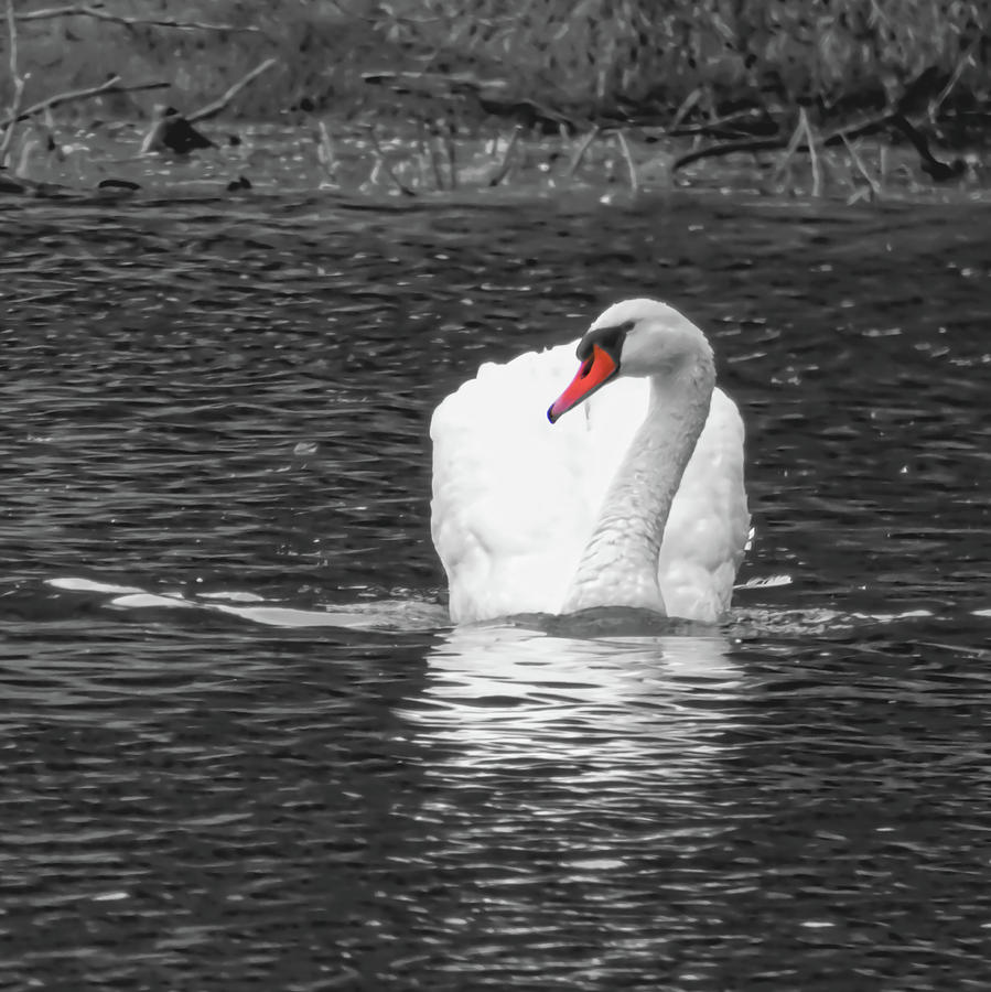 White Swan With A Touch Of Color Photograph by Leslie Montgomery