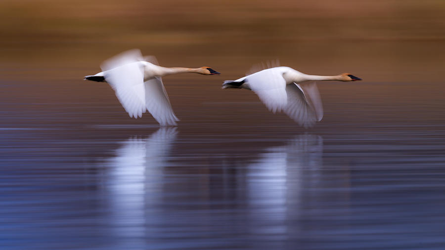 Swan Photograph - White Swans Flying Upon The Lake by Katsu Uota