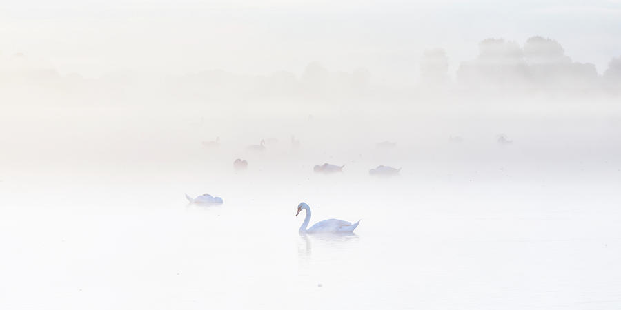 White swans in the mist Photograph by Jenco Van Zalk