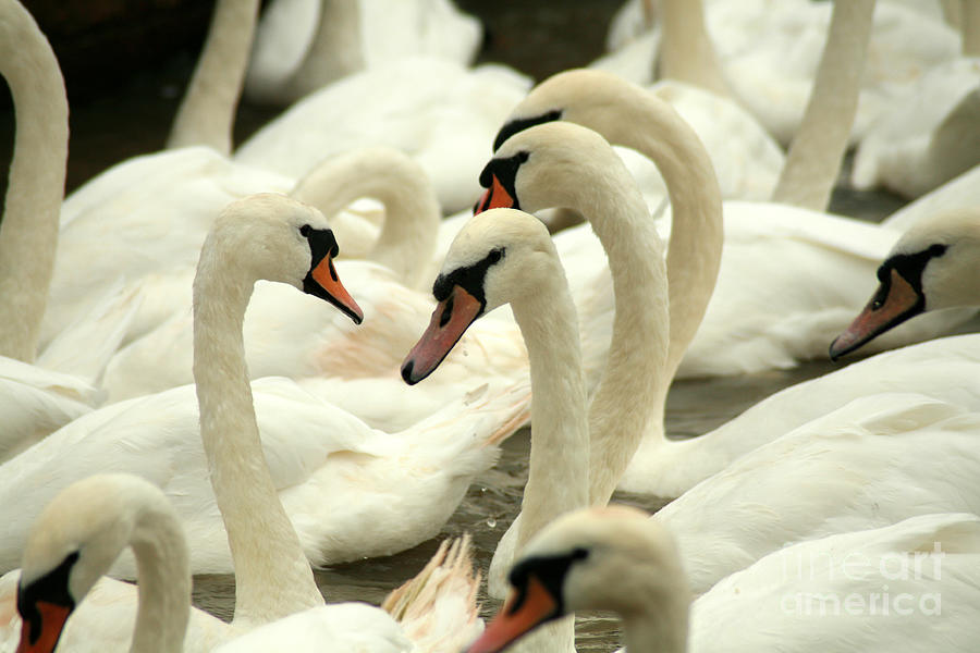 Feather Photograph - White Swans On A Canal In Stratford by Paul Banton Feather Photograph - White Swans On A Canal In Stratford by Paul Banton