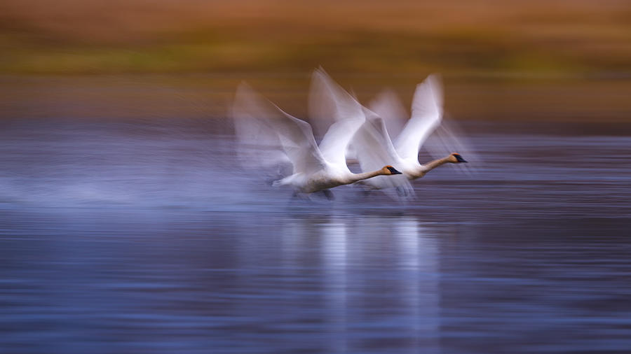 White Swans Taking Off Photograph by Katsu Uota