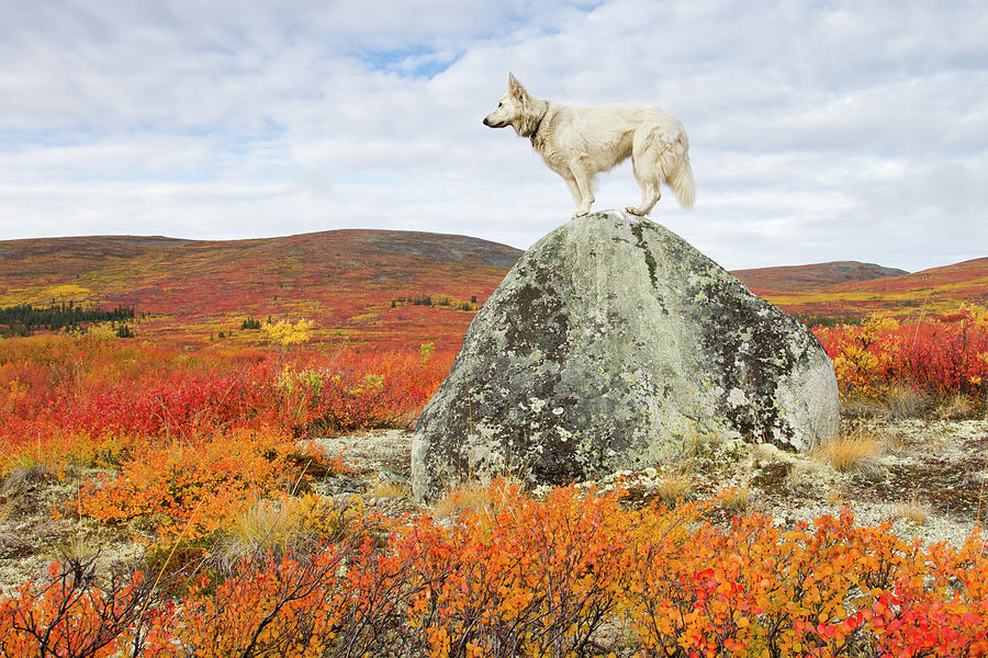 White Swiss Shepherd In Fall Colors Photograph by Nicolas Dory Photography