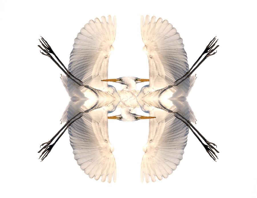 Egret Photograph - White Symmetry by Jon W Wallach