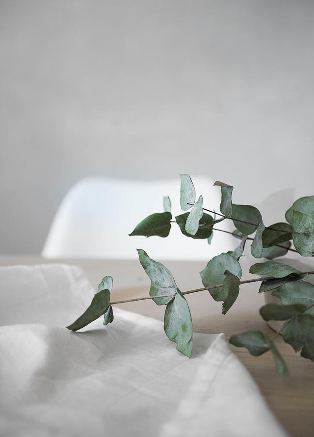 White Tablecloth And Eucalyptus Branch On Table Photograph by Agata Dimmich