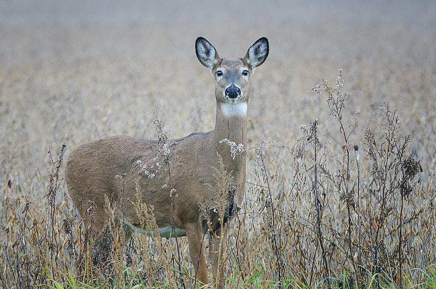 White Tail Deer 4 Photograph by Susan McMenamin