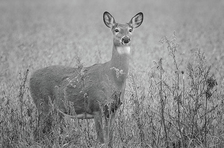 White Tail Deer Black And White Photograph