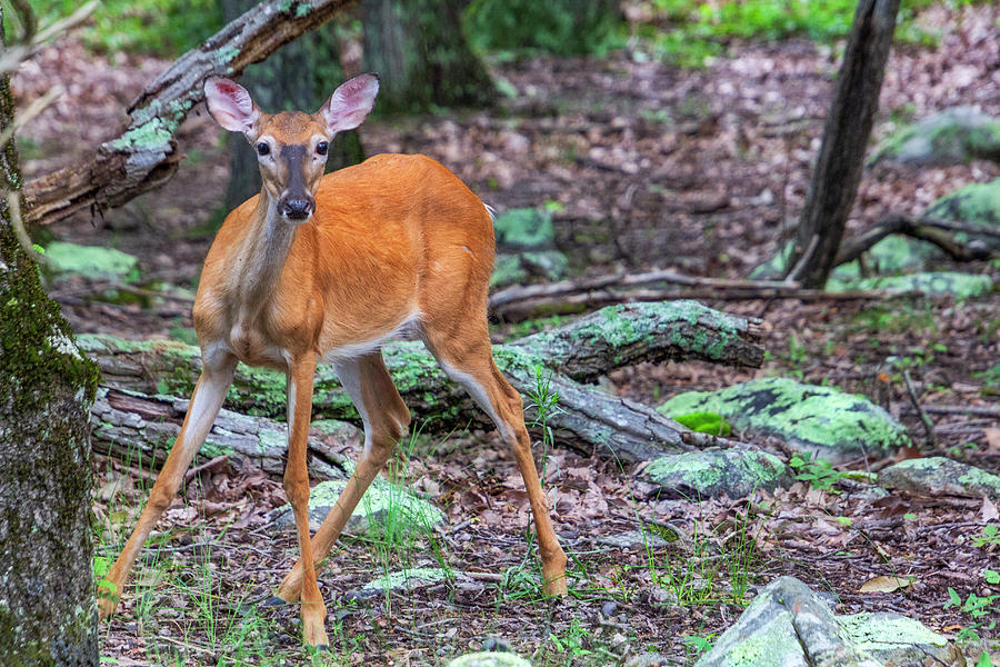 White Tail Deer by Randy Bayne White Tail Deer by Randy Bayne