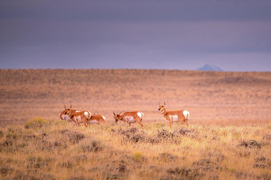 White Tail Deers In Wyoming Photograph