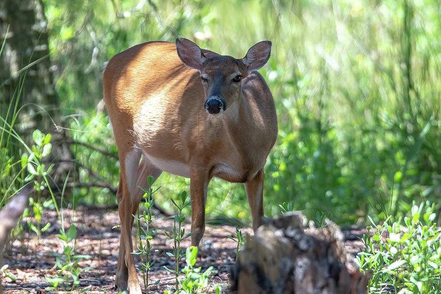 White Tail Doe Deer In Forest Photograph by Alex Grichenko
