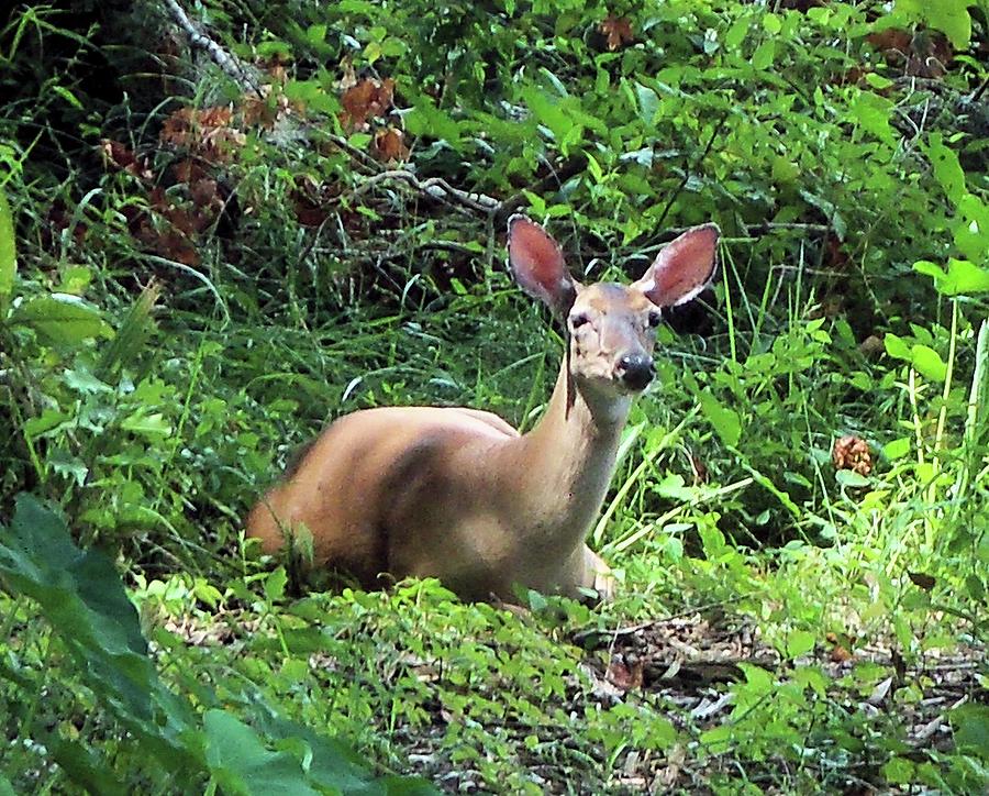 White Tail Doe Photograph by Karen Stansberry