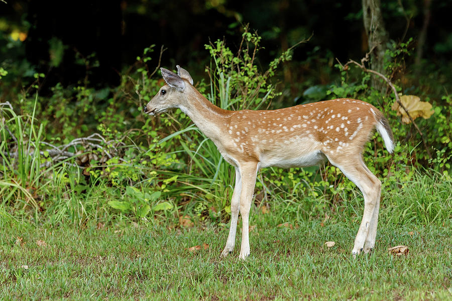 White-tail Photograph