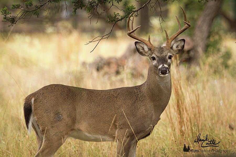 White-tail Portrait by David Cutts White-tail Portrait by David Cutts