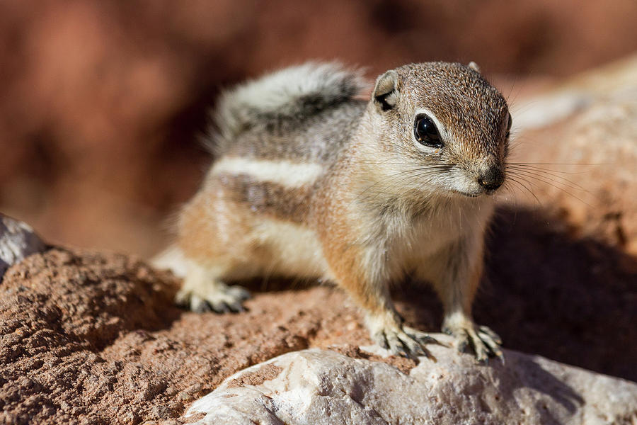 White-Tailed Antelope Ground Squirrel Photograph by James Marvin Phelps