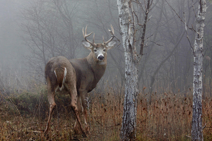 Deer Photograph - White-tailed Buck In The Autumn Fog by Jim Cumming