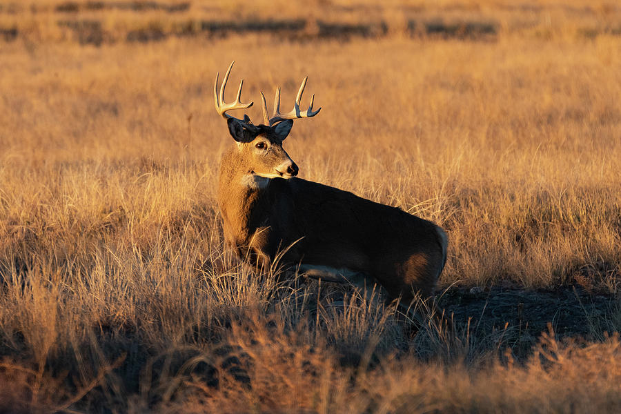 White-tailed Buck In The Golden Glow Of Sunrise Photograph