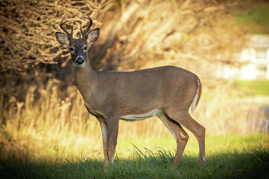 White Tailed Deer 01 Photograph by Rob Narwid