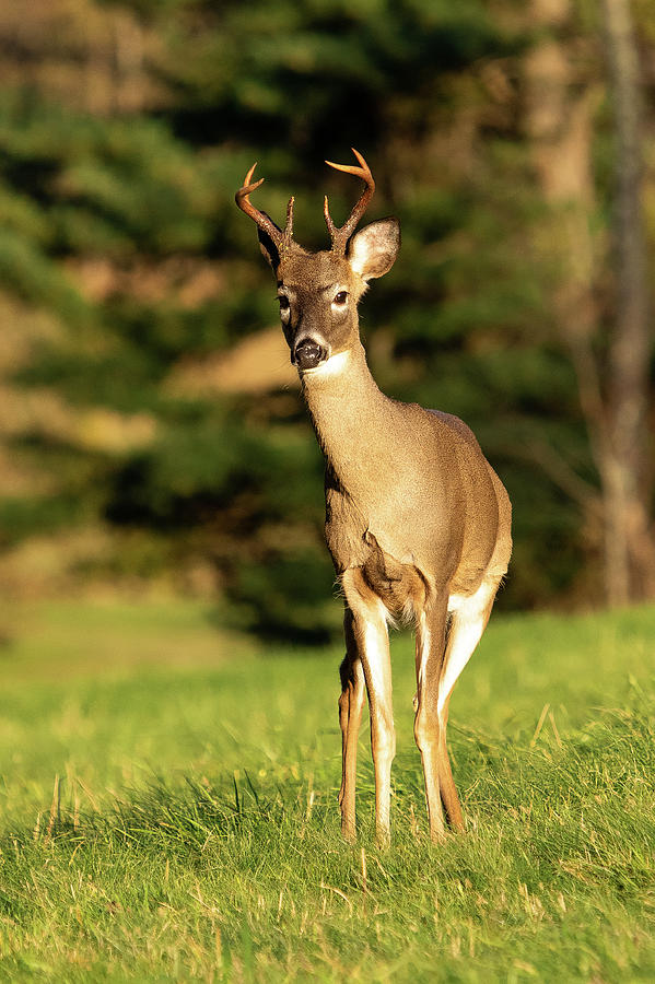 White Tailed Deer 02 Photograph by Rob Narwid