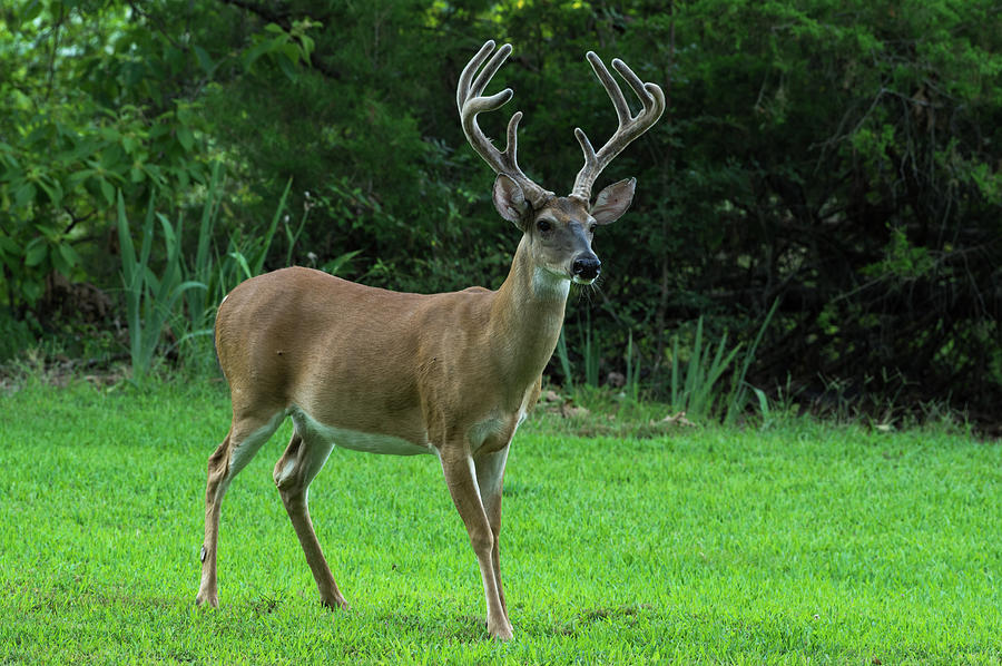 White-tailed Deer - 5488 Photograph by Jerry Owens - Fine Art America