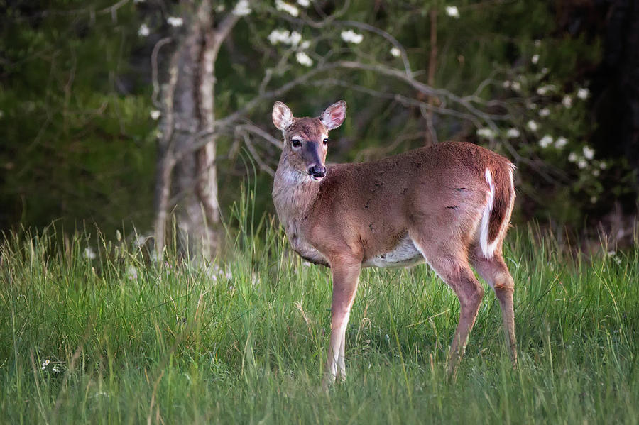 White Tailed Deer Photograph by Betty Wiley