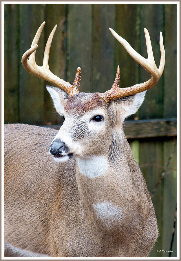 White-tailed Deer Buck with Antlers Photograph by A Macarthur Gurmankin