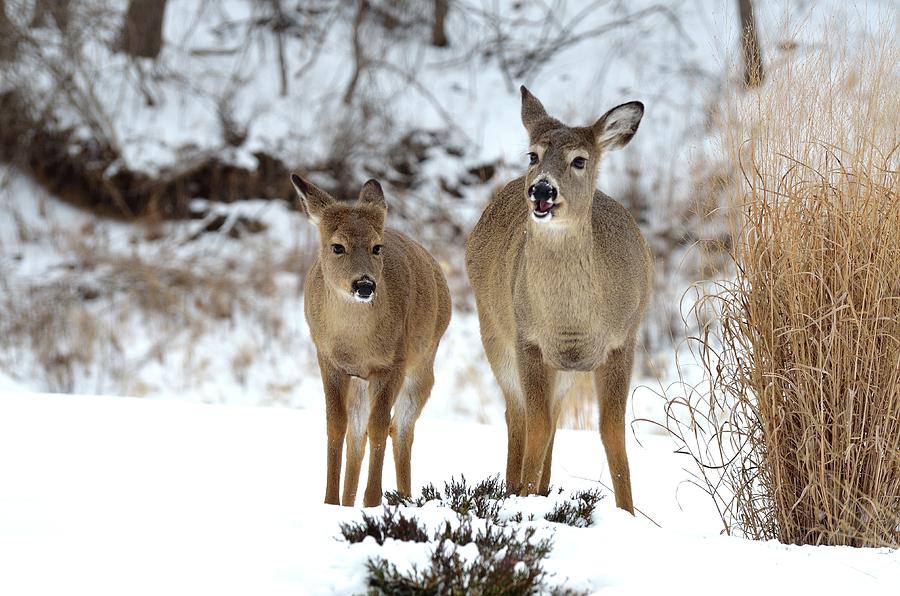 White Tailed Deer Photograph by Chanel3d