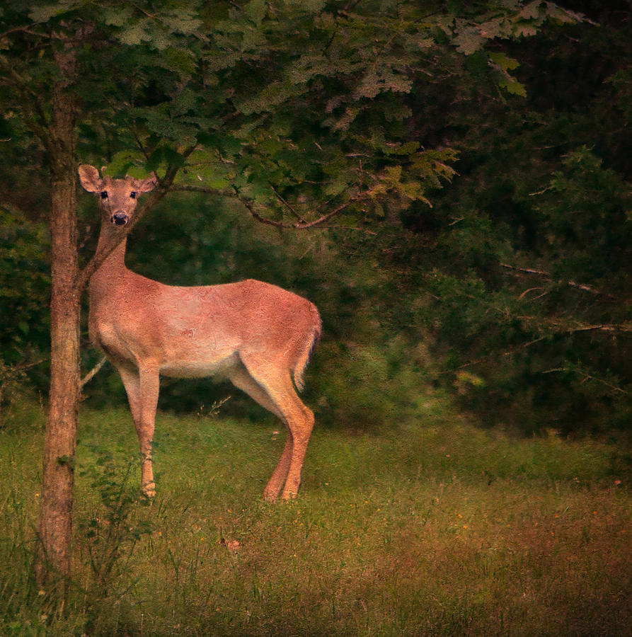White-Tailed Deer Photograph by Deena Stoddard