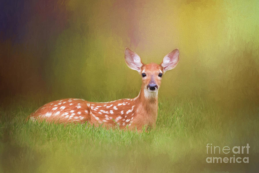 White Tailed Deer Fawn Digital Art by Sharon McConnell