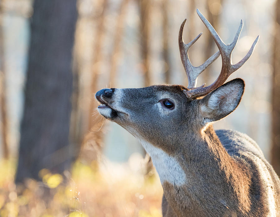 Deer Photograph - White-tailed Deer In Rut by Mircea Costina