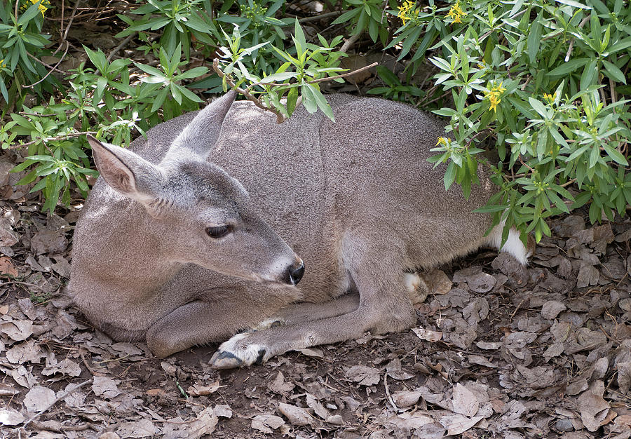 White-Tailed Deer Photograph by Laurel Powell