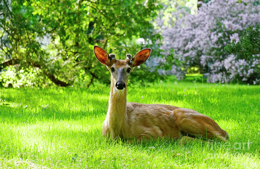 White Tailed Deer Male Photograph by Charline Xia