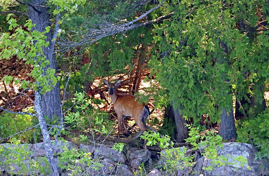 White Tailed Deer On Rocky Shore Photograph by Debbie Oppermann
