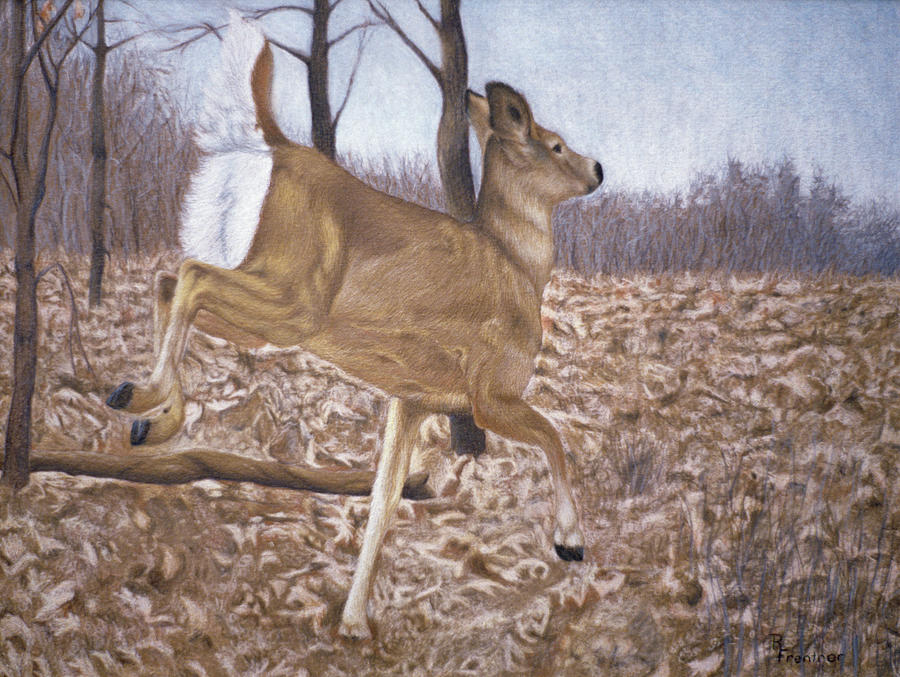 White Tailed Deer Painting By Rusty Frentner Fine Art America