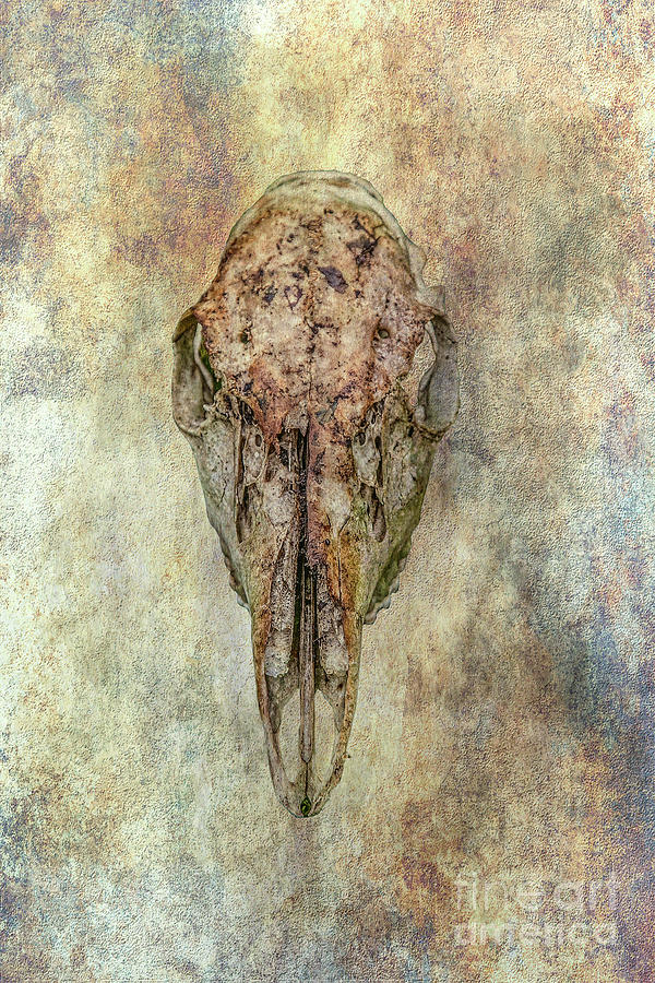 White Tailed Deer Skull Digital Art by Randy Steele