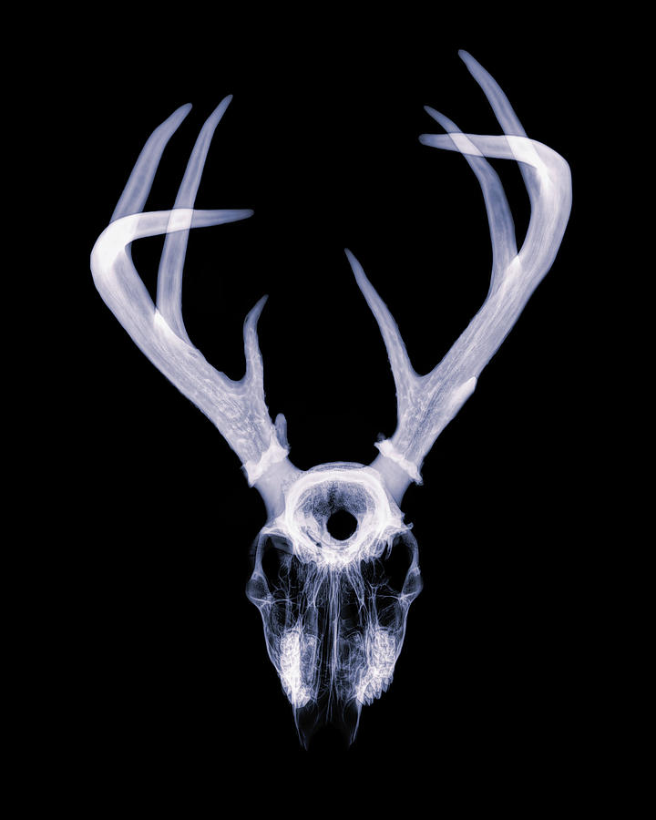White-tailed Deer x-ray 001 Photograph by Rob Graham