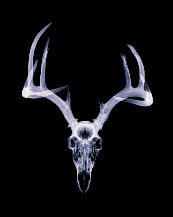 White-tailed Deer x-ray 002 Photograph by Rob Graham