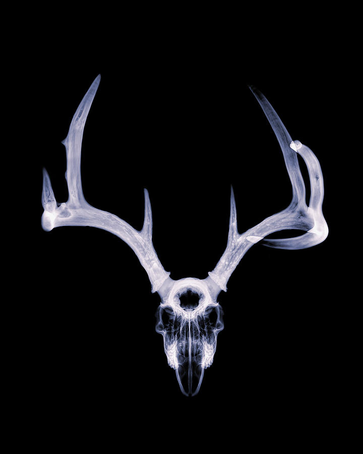 White-tailed Deer x-ray 003 Photograph by Rob Graham