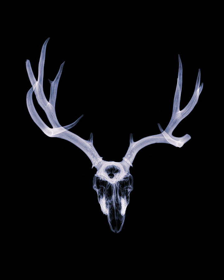 White-tailed Deer x-ray 004 Photograph by Rob Graham