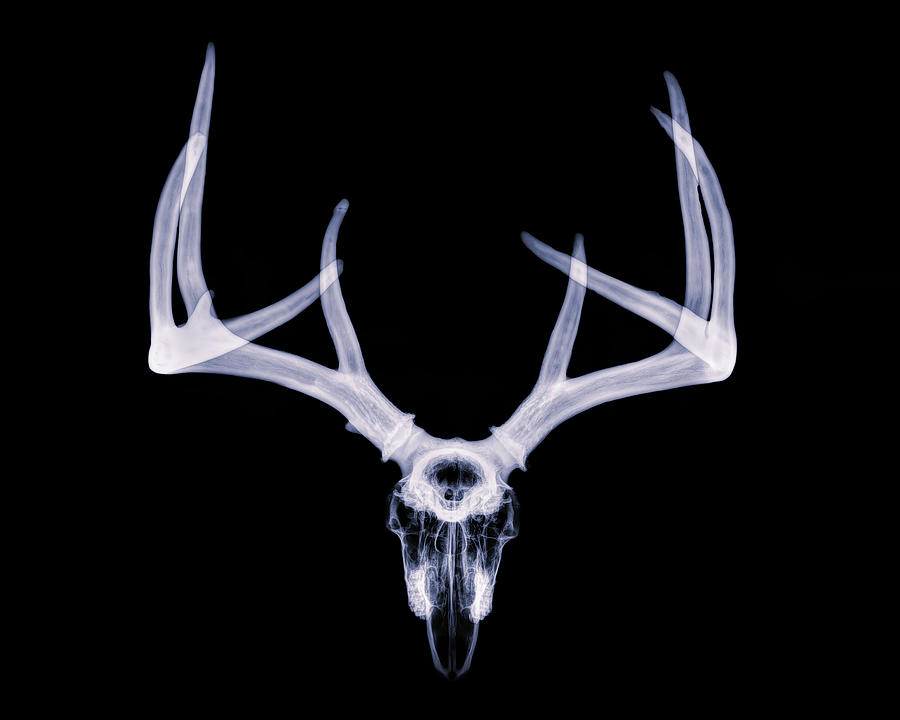 White-tailed Deer x-ray 005 Photograph by Rob Graham