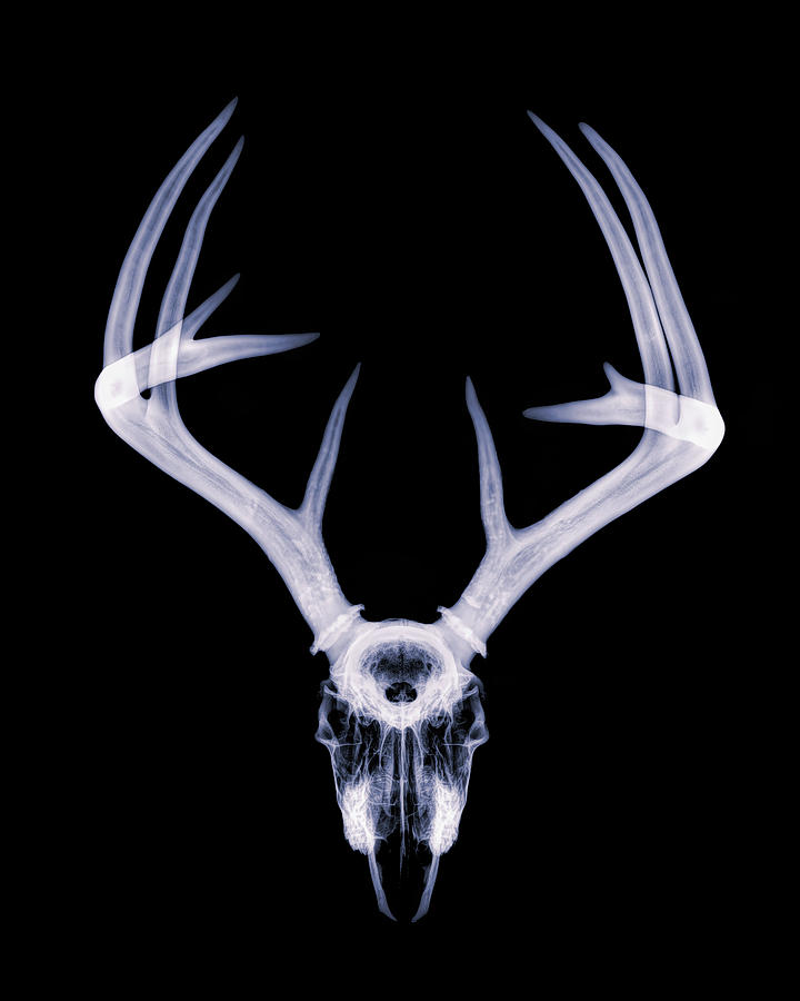 White-tailed Deer x-ray 008 Photograph by Rob Graham