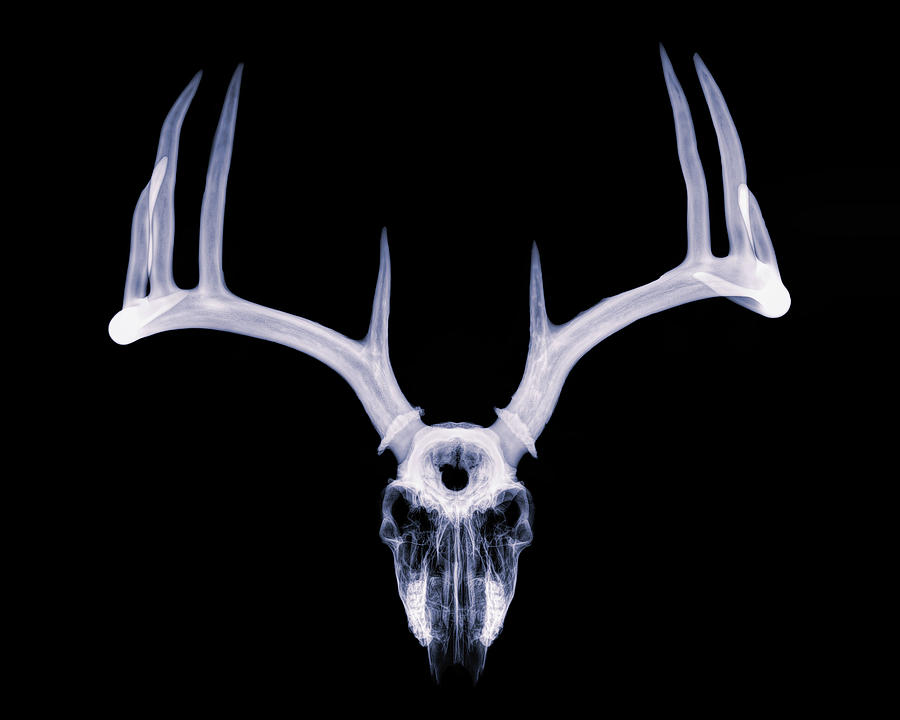 White-tailed Deer x-ray 009 Photograph by Rob Graham