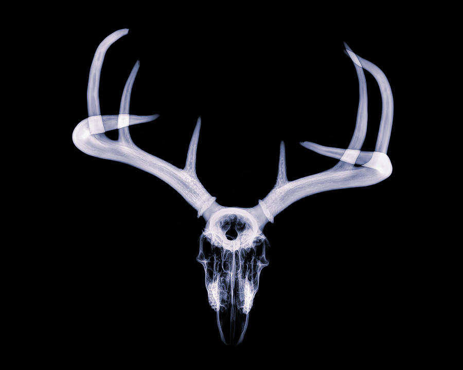 White-tailed Deer x-ray 010 Photograph by Rob Graham