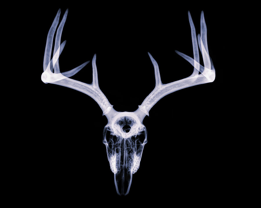White-tailed Deer x-ray 011 Photograph by Rob Graham