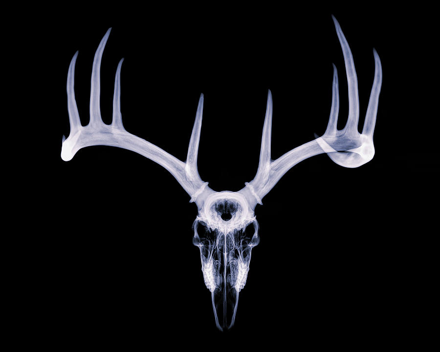 White-tailed Deer x-ray 013 Photograph by Rob Graham