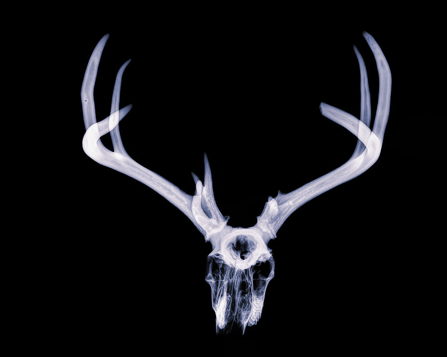White-tailed Deer x-ray 014 Photograph by Rob Graham