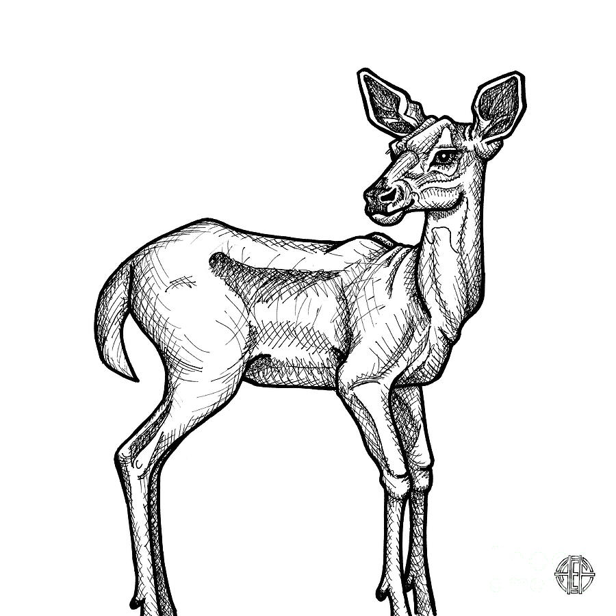 White Tailed Doe Drawing by Amy E Fraser