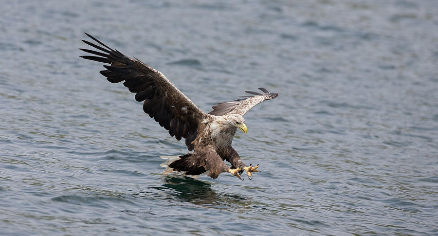 White-Tailed Eagle About To Strike Photograph by Pete Walkden
